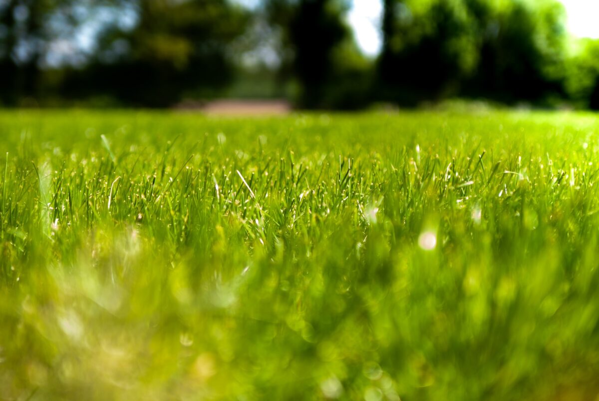Grass on a lawn