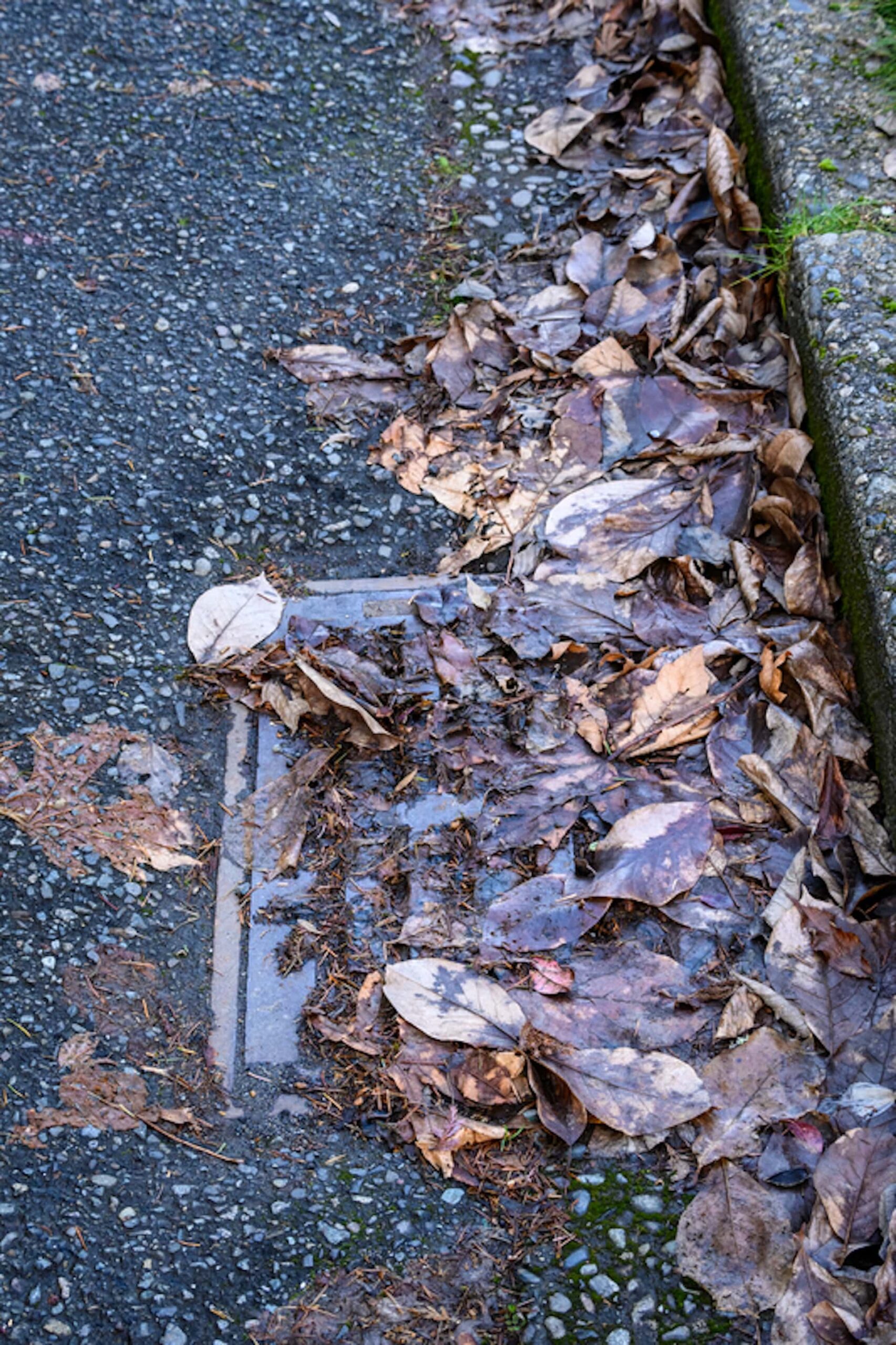 Outdoor drain, blocked by leaves