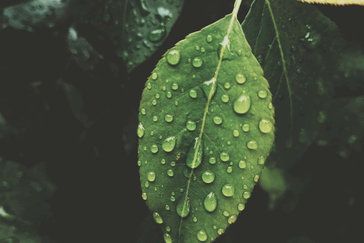 Water beading down a leaf